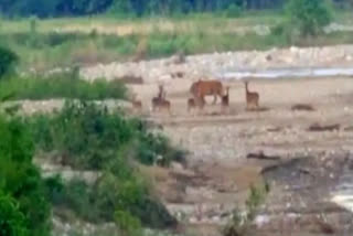 Jim Corbett National Park In Ramnagar