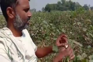 Cotton crop destroyed in Bhiwani