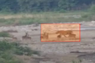 encounter-between-tiger-and-deers-in-corbett-video-viral-in-social-media