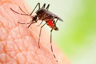 Dengue and chikungunya cases increased in state