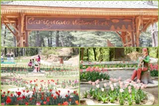 india-third-tulip-garden-becomes-attraction-for-tourists-in-shimla