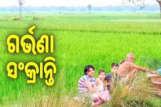 ଆଜି  ଗର୍ଭଣା ସଂକ୍ରାନ୍ତି,   ବିଲ ହୁଡ଼ାରେ ଯାଉ ଭୋଗ ଲଗାଇଲେ ଚାଷୀ