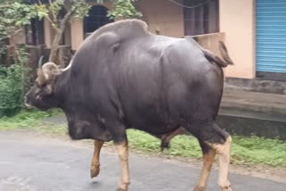 കാട്ടാക്കടയിൽ കാട്ടുപോത്ത്  കാട്ടുപോത്ത് കാടിറങ്ങി  കാട്ടാക്കട വാർത്ത  കാട്ടാക്കട ആര്യനാട് ജനവാസ കേന്ദ്രം  കാട്ടാക്കട ആര്യനാട് ജനവാസ കേന്ദ്രം വാർത്ത  കാട്ടുപോത്ത് വാർത്ത  KATTAKKADA WILD BUFFALO NEWS  WILD BUFFALO NEWS  WILD BUFFALO STRACED AT KATTAKKADA  WILD BUFFALO STRACED AT KATTAKKADA NEWS  WILD BUFFALO LATEST NEWS  WILD BUFFALO KATTAKKADA NEWS