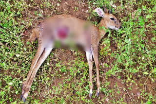 thirupattur news  thirupattur latest news  deer dead in thirupattur  Mysteriously deer dead in thirupattur  deer dead  deer  மர்மமான முறையில் உயிரிழந்த மான்  மான்  திருப்பத்தூரில் மர்மமான முறையில் உயிரிழந்த மான்