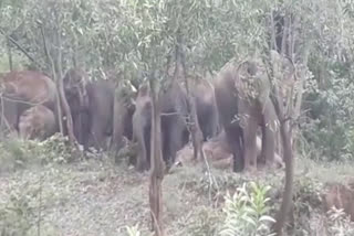 elephant-killed-five-people-in-four-days-in-giridih