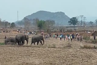 ఏనుగుల గుంపు