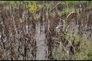 Heavy rainfall in Jalna