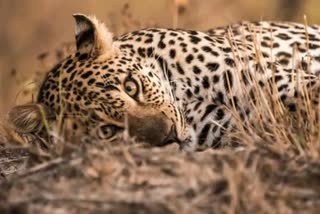 madhyapradesh  leopard attack  girl killed  leopard killed girl  മധ്യപ്രദേശ്  പുലി കടിച്ചു കൊന്നു  ആക്രമം  ഫോറസ്റ്റ് റേഞ്ചര്‍