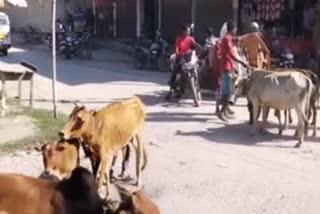cattle-syndicate-going-full-swing-in-manikpur