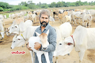 450 cows feeding by young farmer