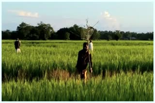 Kati Bihu preparation at Morigaon