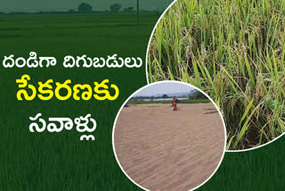 paddy procurement in warangal