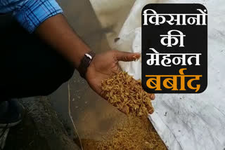 double-loss-of-rain-to-farmers-in-haryana-standing-crop-gets-wet-paddy-ruined-in-faridabad-market