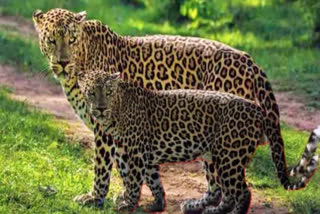 Leopard Wandering at double bedroom houses, Leopard Wandering in sangareddy