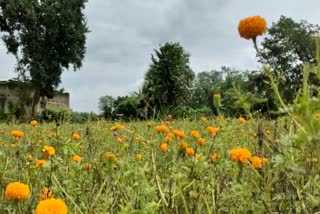 Flower cultivators