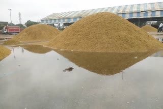 Paddy Crop Wet Due To Rain