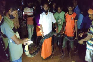 cobra rescued by snake expert madhava at kadaba