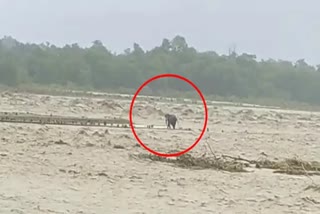 உத்தரகாண்டில் பெருவெள்ளம், உத்தரகாண்ட், uttarkhand, உத்தரகாண்ட், Elephant stuck in middle of gaula river