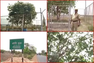 security forces protect the Peepal tree in Raisen