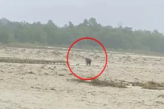 elephant struck in river