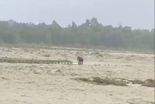 elephant-trapped-amidst-flood-in-river-after-heavy-rain-in-uttarakhand