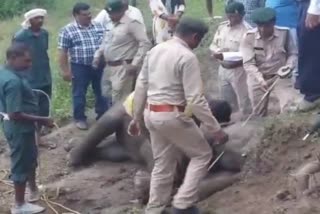 Elephants die in Surajpur