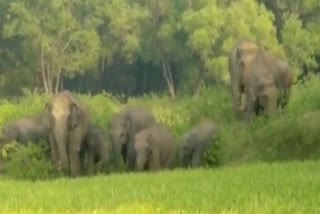 elephant in koderma