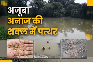 Green grain fossils in sahibganj