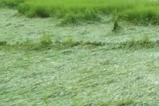 Weather in Sahibganj changed Paddy crop in taljhari block field fell down due to heavy rain