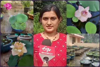 lotus plantation in terrace by mangalore resident sneha bhat