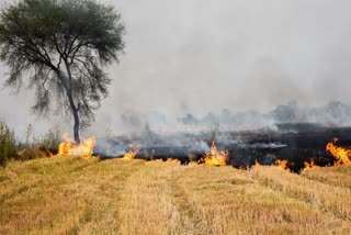 Stubble burning Cases in Haryana