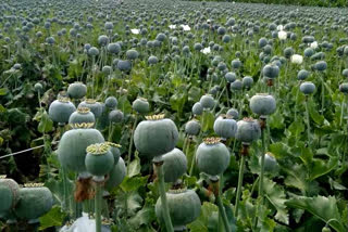 Neemuch Narcotics Team action opium seized from Rajasthan