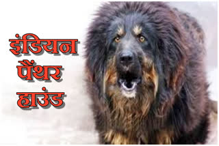 himachal-government-started-a-project-of-78-lakhs-for-the-protection-of-gaddi-breed-dogs