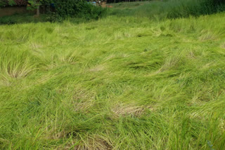 Farmers are worried about change in weather as  paddy crop is ready