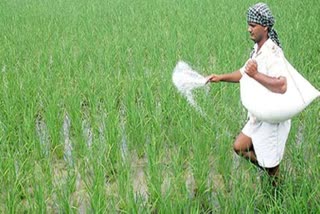 DAP fertilizer shortage in Haryana