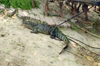 roorkee crocodile