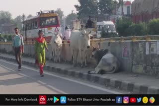 आवारा पशुओं ने बढ़ाई राहगीरों की परेशानी