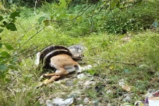 giant-python-swallows-nilgai-in-haldwani-range