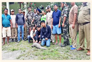 Three Pengolin poachers arrested in Chirang