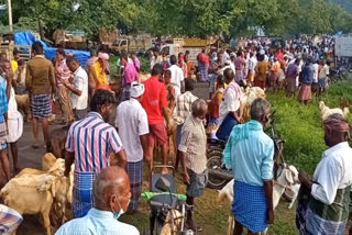 ஆடு விற்பனை  சந்தை  வெள்ளாடு  கால்நடை சந்தை  ஈரோடில் கால்நடை சந்தை  ஈரோடு செய்திகள்  erode news  erode latest news  market  Livestock market  erode Livestock market  Livestock market on erode