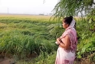 Farmers paddy crop was ruined due to rain in Shikarpur village of Najafgarh delhi