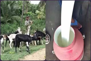 goat milk rate increases ten times in madhya pradesh amid rise of dengue cases