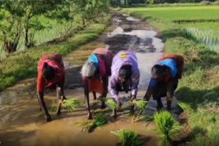 பாடிக்கொண்டே நாற்று நடும் பெண்கள்