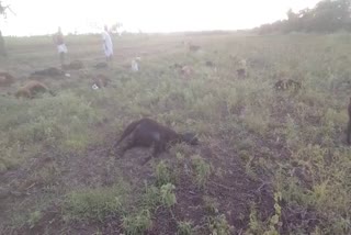 50 sheep died after consuming Hyacinth bean in gadag