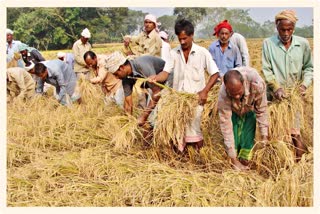 The government will procure seven lakh metric tonnes of paddy at MSP