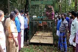 forest department has set a trap to catch the leopard in kothamangalam plamudi  forest department has set a trap to catch the leopard in plamudi  trap to catch the leopard  trap to catch the leopard in plamudi  plamudi  plamudi leopard  leopard  പ്ലാമുടിയിൽ പുലിയെ കുടുക്കാൻ കെണി സ്ഥാപിച്ച് വനംവകുപ്പ്  പ്ലാമുടിയിൽ പുലിയെ കുടുക്കാൻ കെണി  പുലിയെ കുടുക്കാൻ കെണി  വനംവകുപ്പ്  പുലിയെ കുടുക്കാൻ വനംവകുപ്പ് കെണി സ്ഥാപിച്ചു  കെണി  trap  trap for leopard  പുലി