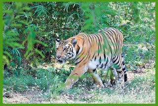 Srisailam Tiger Reserve is an ecologically sensitive area