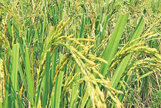 Paddy Crop in Telangana, TELANGANA STATE SEEDS DEVELOPMENT CORPORATION LIMITED news