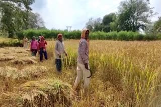 harvesting-start-in-dhamtari-farmers-upset-due-to-delay-in-purchase-of-support-price