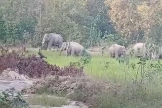 Elephants entering the settlement